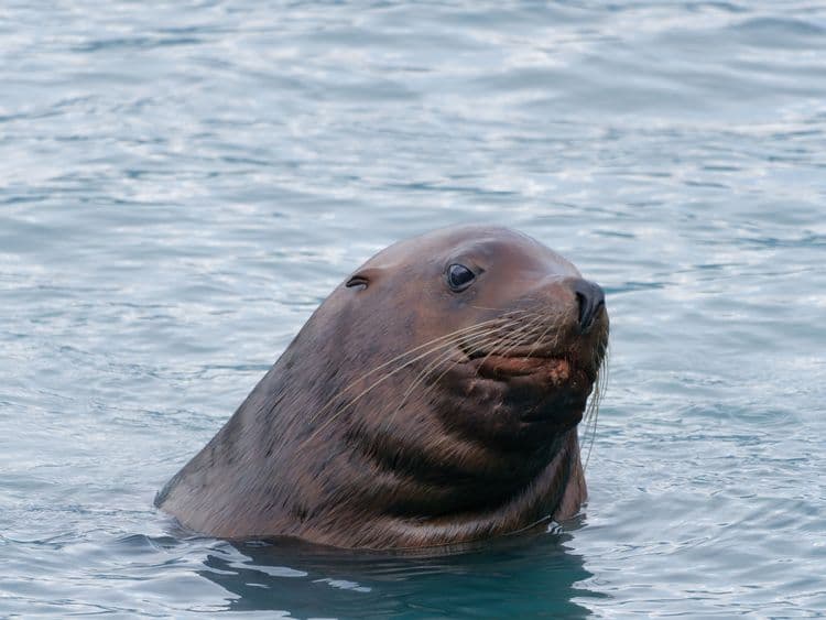 Alaska Sea Life Center