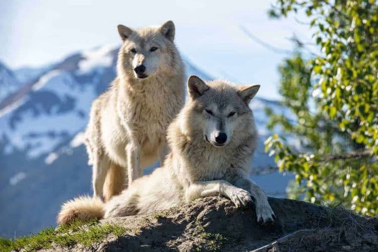 Wildlife Conservation Experience: Seward to Anchorage Scenic Transfer