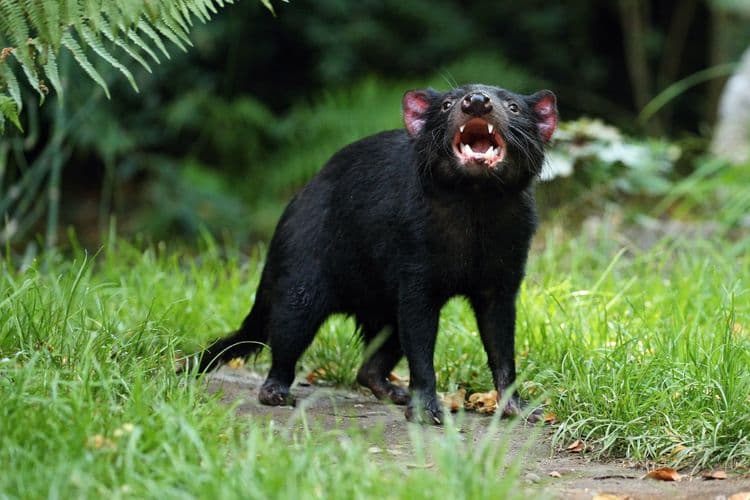 Tassie Devils & Richmond