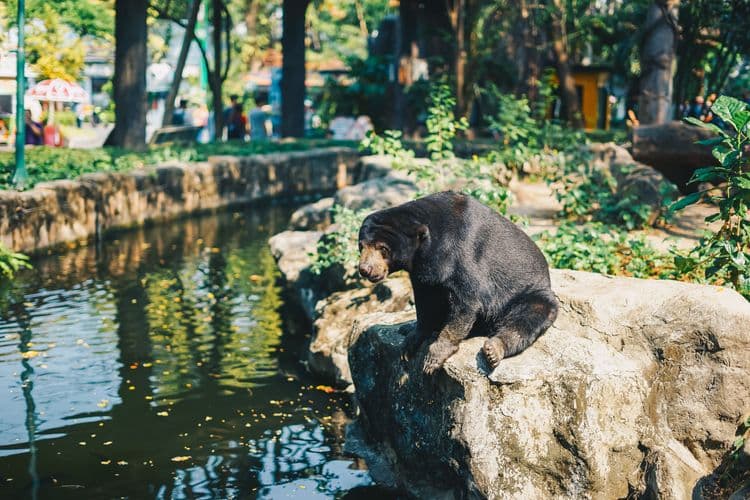 Orang Utan & Sun Bears