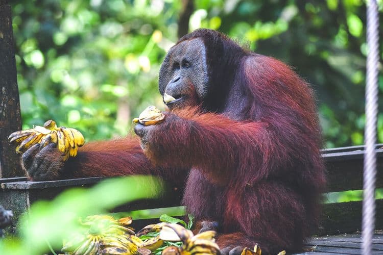 Orang Utan & Proboscis Monkey