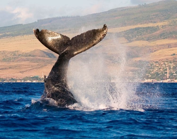 Aventura de Avistamiento de Ballenas