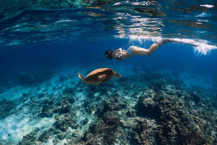 Turtle Encounter