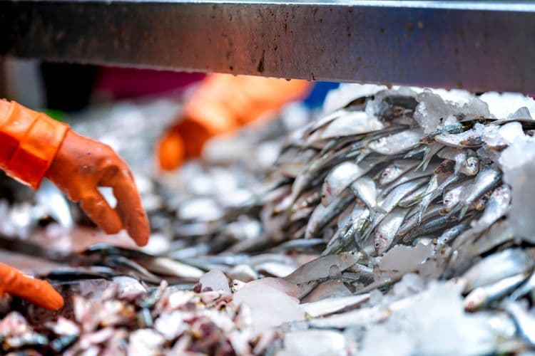 Port Lincoln Seafood Story & Tasting