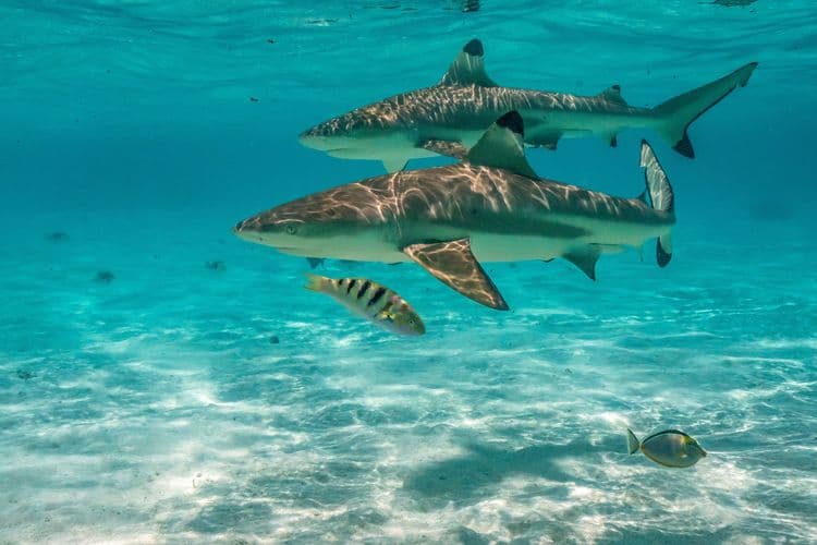 Shark & Ray Snorkeling Adventure