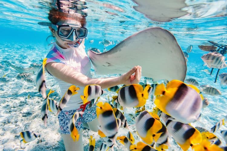 Snorkeling with Sharks & Rays