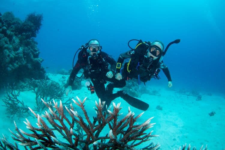 2-Tank Dive in Bora Bora for Certified Divers