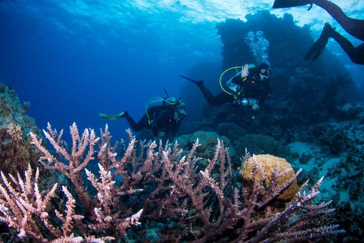 2 Tank Scuba Diving in Raiatea