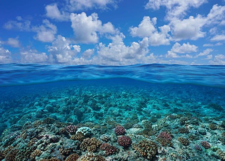 Raiatea Reef Discovery by Boat