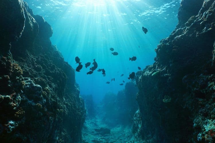 Submarine Safari