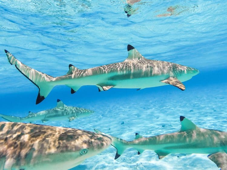 Sharks & Rays Encounter