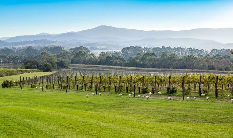 Yarra Valley Food & Wine