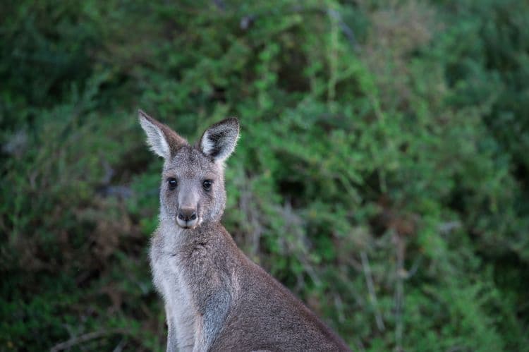 Australian Wildlife & Yarra Valley Wines with Lunch (Tour & Airport Transfer)