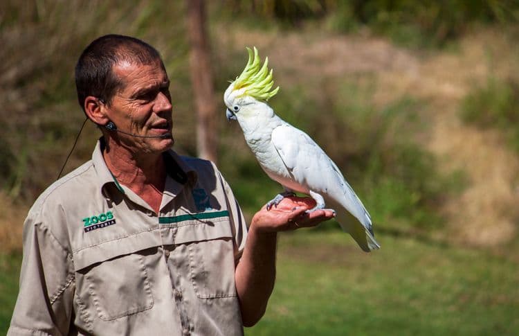 Australian Wildlife at Healesville Sanctuary