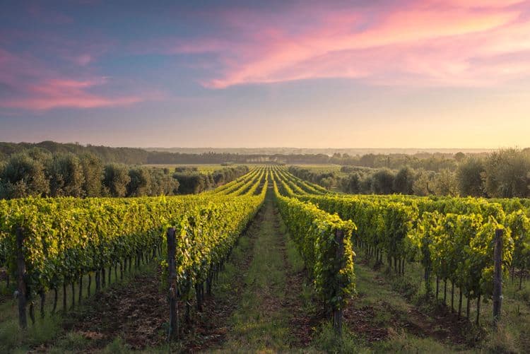 Wines & Charm of Bolgheri
