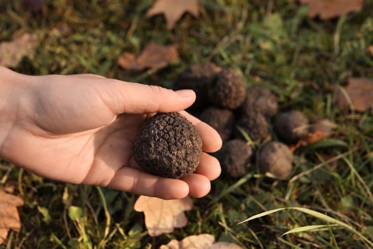 Truffle Hunting in Tuscany