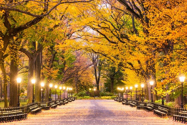 Central Park & The Met