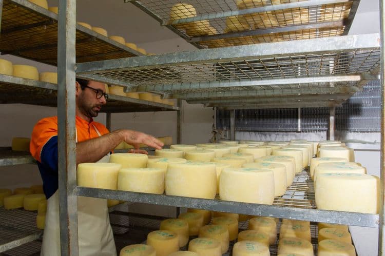 Sardinian Cheese-Making