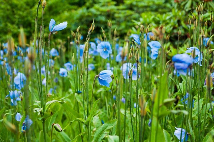Inverewe Garden