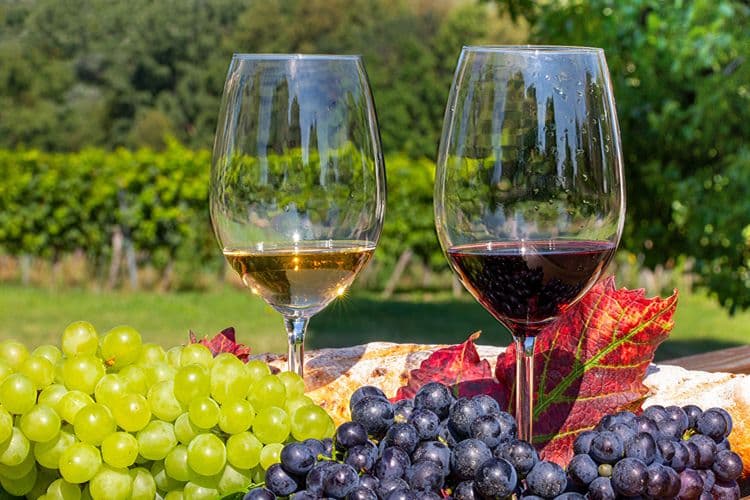 Marisa Cuomo Winery and Coastal Lunch Experience