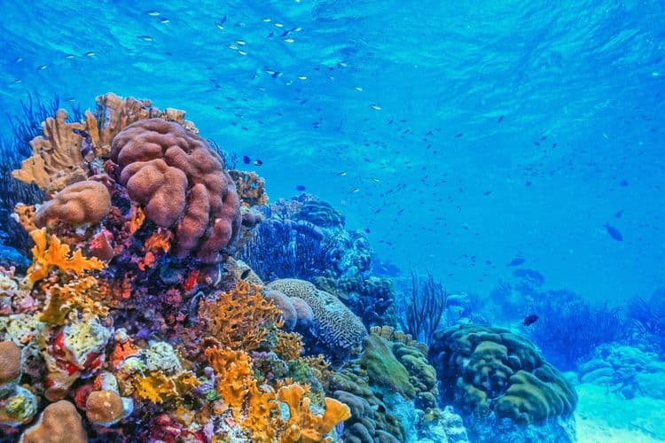 Coral Reef Snorkeling Safari