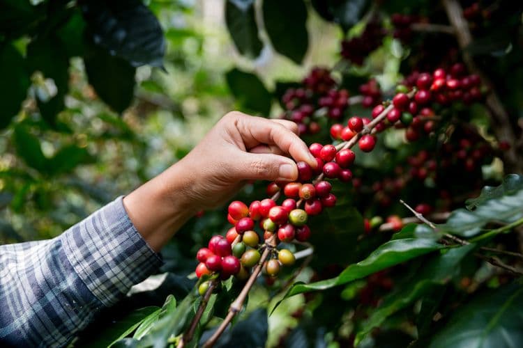 Hacienda Munoz Coffee Plantation