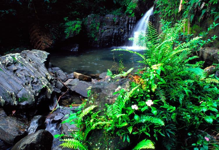 El Yunque Rainforest with Angelito Trail