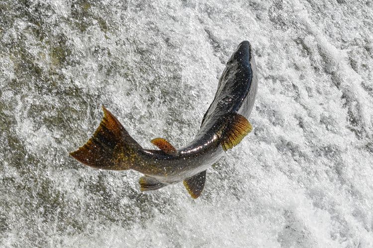 Salmon Capital Pesca deportiva desde Knudson Cove