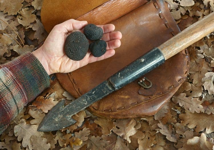 Truffle Hunting, Wine & Slovenian Dining Experience